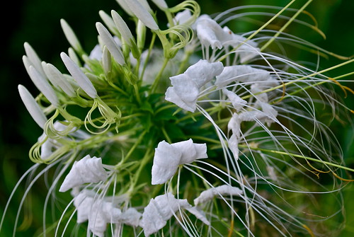 "Filaments" | by Mamavet