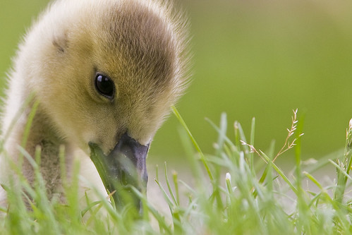 cute nature birds geese warm fuzzy wildlife goose gosling fowl boreal