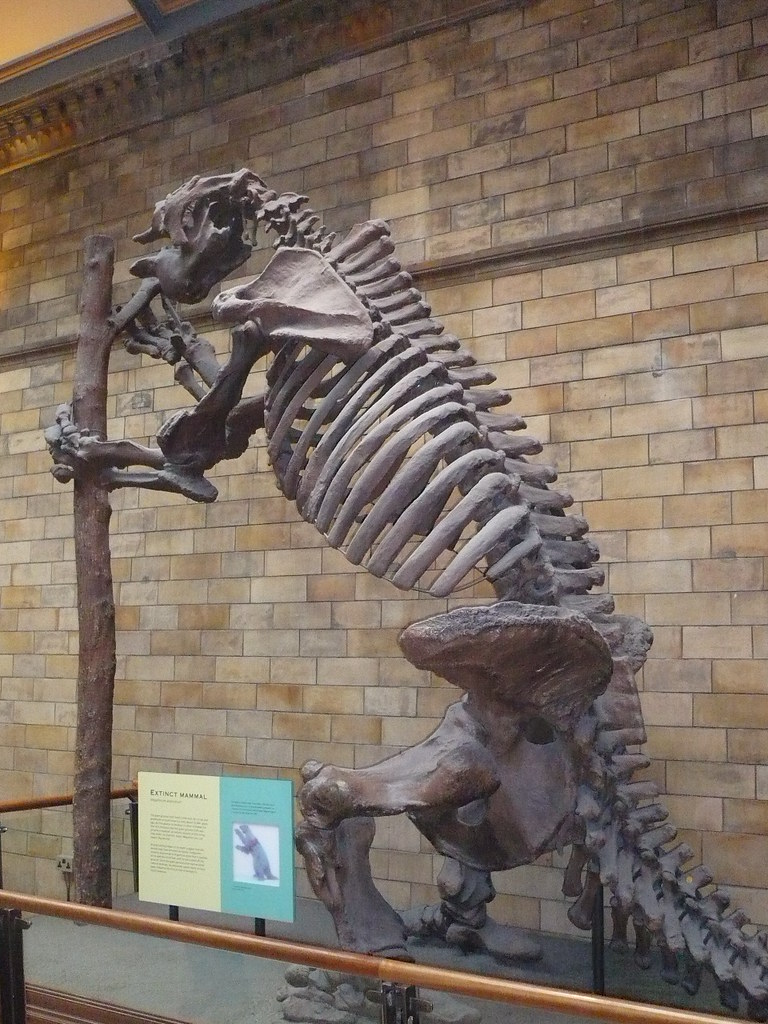 Giant ground sloth skeleton | c_nilsen | Flickr