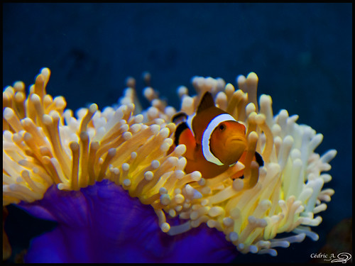 [34/365] Nemo by Cédric A. Photographie 