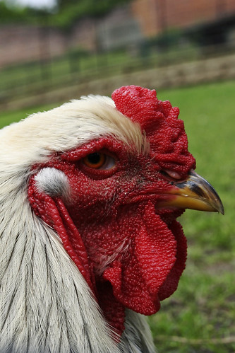 sad chicken | by Corynn Barrett
