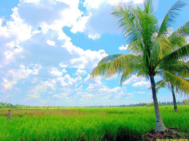 印尼-西加-假獅的椰樹與稻田1 (Coconut trees and rice field, Sambas, West Kalimantan, Indonesia)
