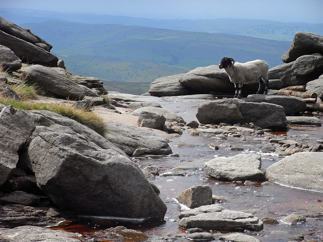 Over friendly Kinder Scout sheep