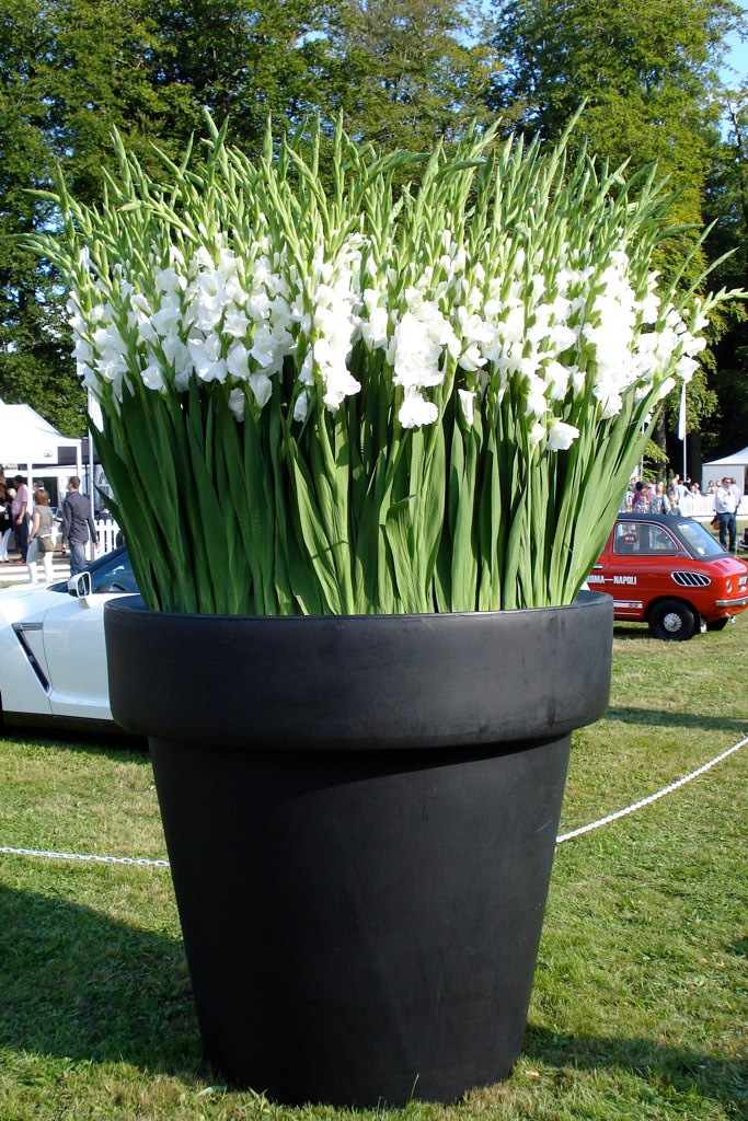 Fonkelnieuw grote pot met gladiolen | will | Flickr RC-24