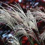 Silver grasses with the wind