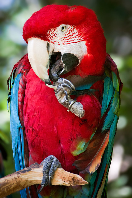 Macaw At San Diego Wild Animal Park