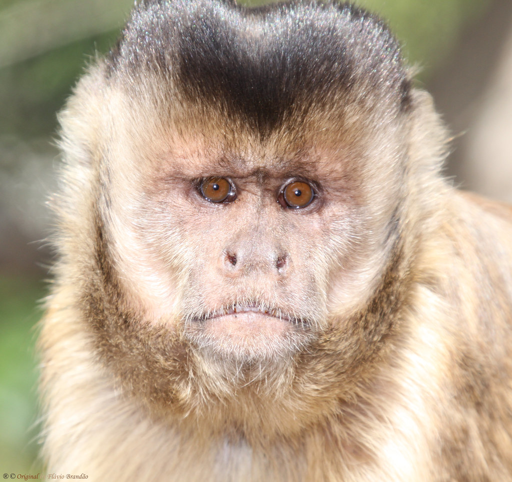 Série com o Macaco Prego (Cebus apella) - Series with the Capuchin monkey - 26-06-2010 - IMG_3695