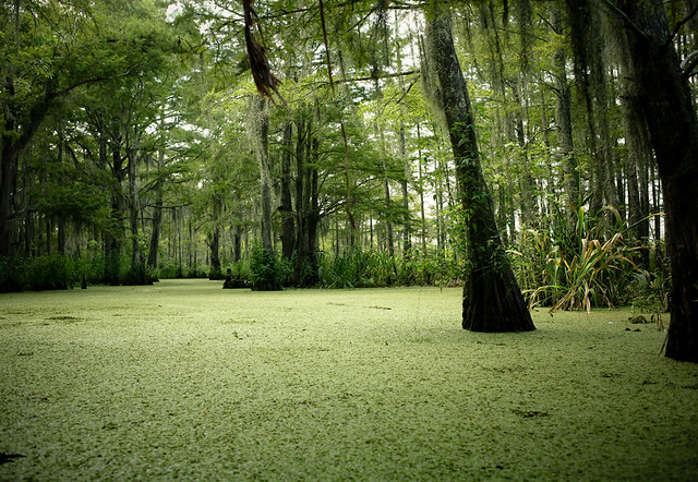 swamp outside of new orleans