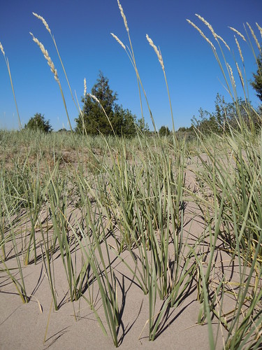 grass habit habitat poaceae perennial wheatgrass inflorescence rhizomatous triticeae coolseason elymusflavescens yellowwildrye leymusflavescens