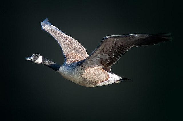 Canada Goose on a Solo Flight