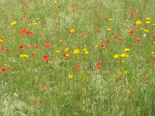 Poppies and sow-thistle Hassocks to Lewes