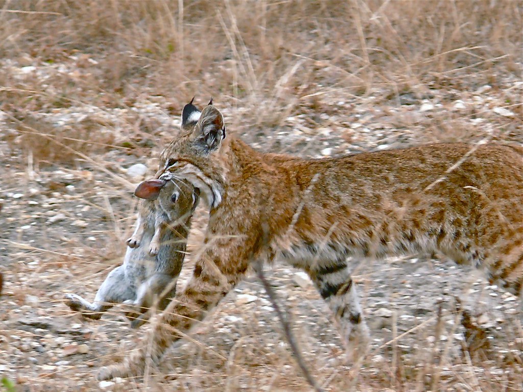 Bobcat With Bunny For Breakfast - Explore 7/24/10 #159