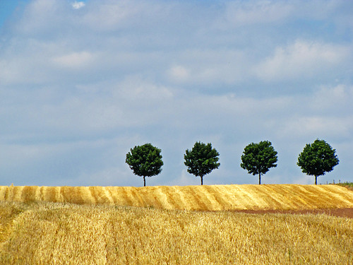 Four trees by RainerSchuetz