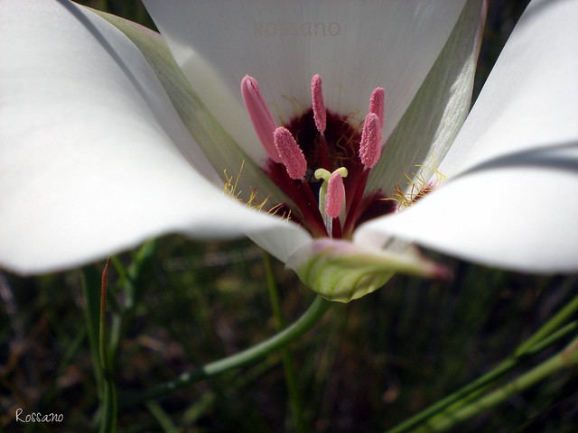 Mariposa Lily, Ventura, CA.