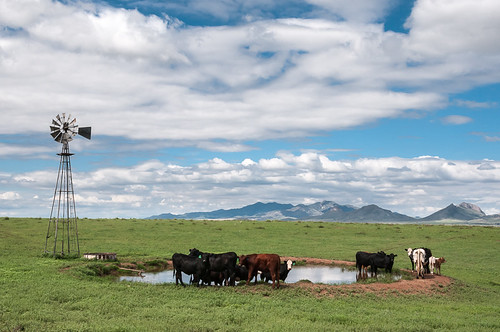 ranch arizona usa windmill cattle az sonoita windmühle santacruzcounty hausrind newspain