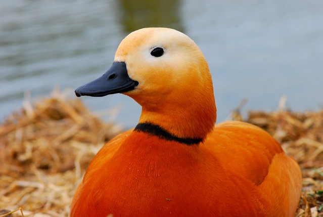 Ruddy shelduck, Tadorna ferruginea, Orange duck