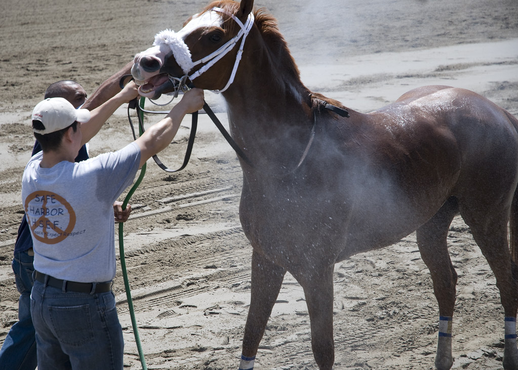 horse5