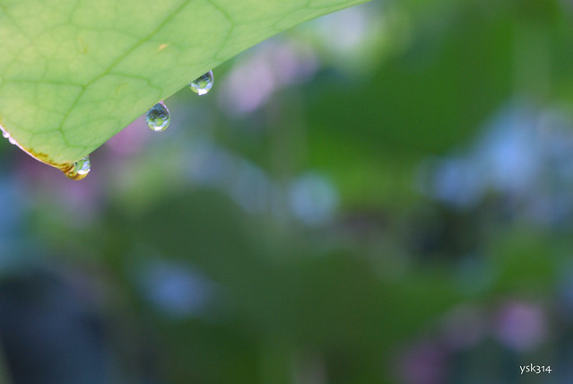 Raindrops Under the Lotus Leaf