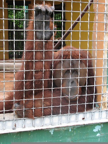 suncoast-primate-sanctuary-this-is-pongo-a-male-orangutan-flickr