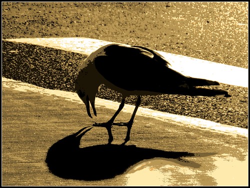 sunset shadow bird backlight parkinglot picnic seagull stripe supermarket posterized img7908 protophotogsl