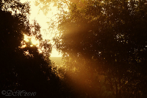 morning trees light sun leaves sunrise nikon rays 70300mm vr d300