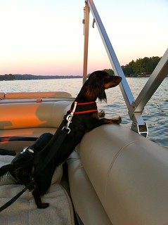 Doggie Onboard