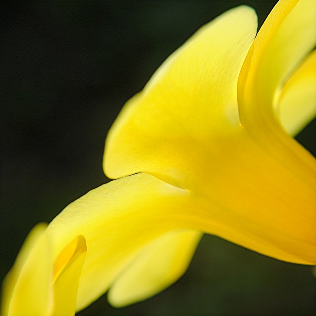 Strong morning sunlight emblazons transparent Yellow Allamanda petals
