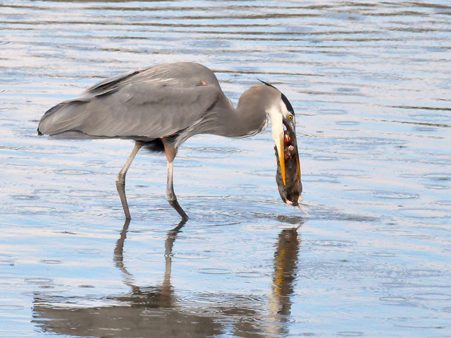 Great Blue Heron takes a gopher