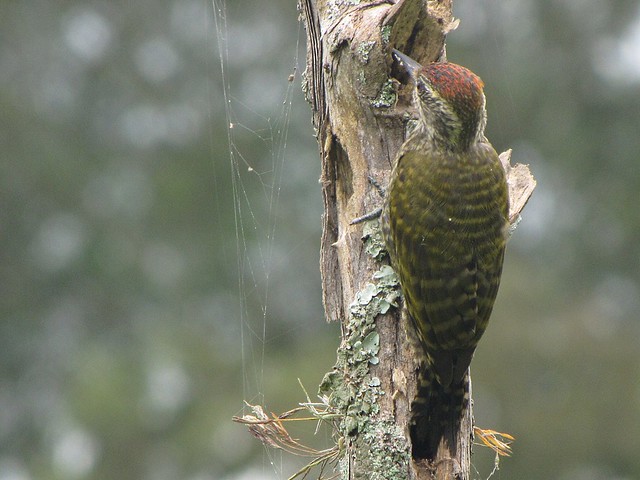 Picapauzinho-verde-carijó (Veniliornis spilogaster)