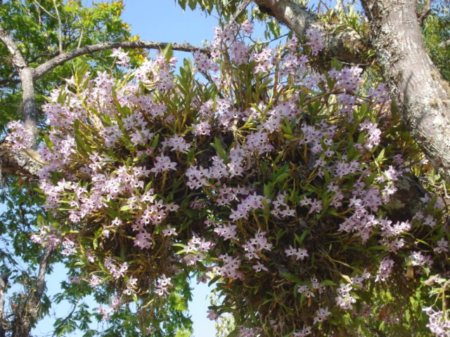 Dendrobium nobile | Exuberante floração de Dendrobium nobile… | Flickr