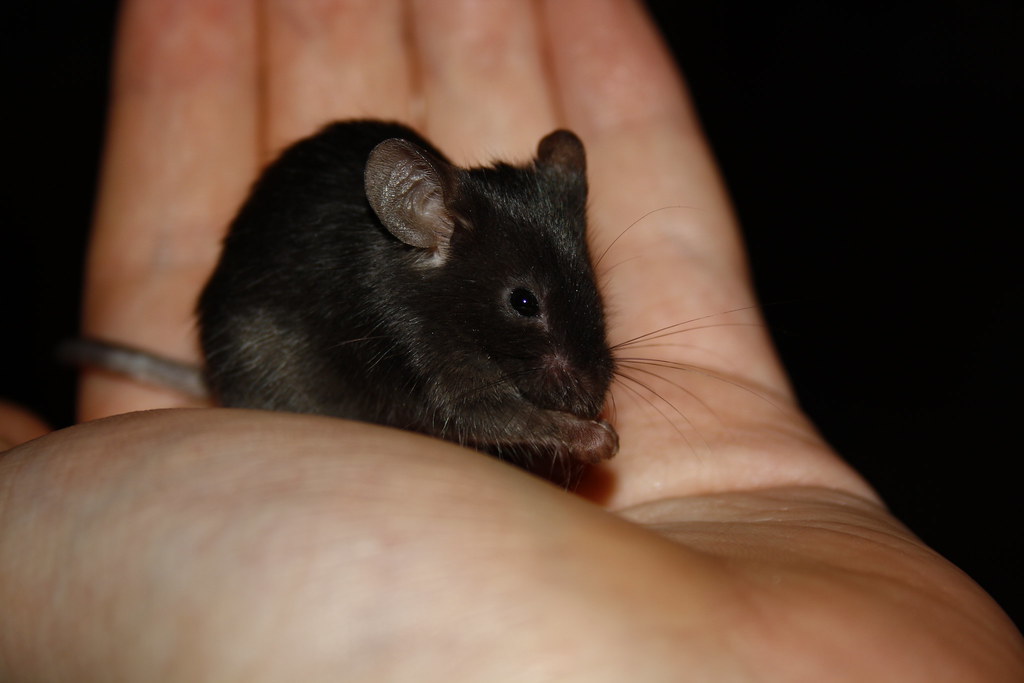 Fancy Mouse | Cute wee lady Mouse. (My mice are pets) | Erik Paterson |  Flickr