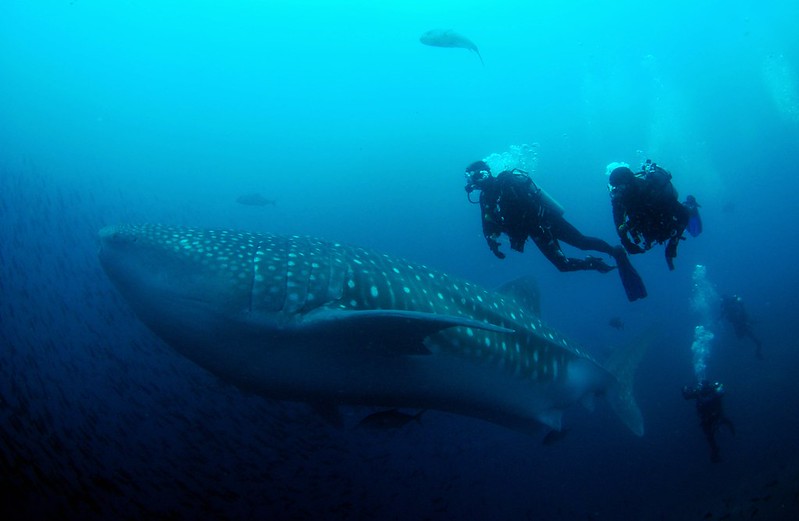 Whale Shark at Darwin's Arch, Galapagos