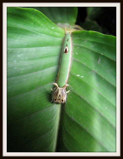 Caligo eurilochus (?) Caterpillar