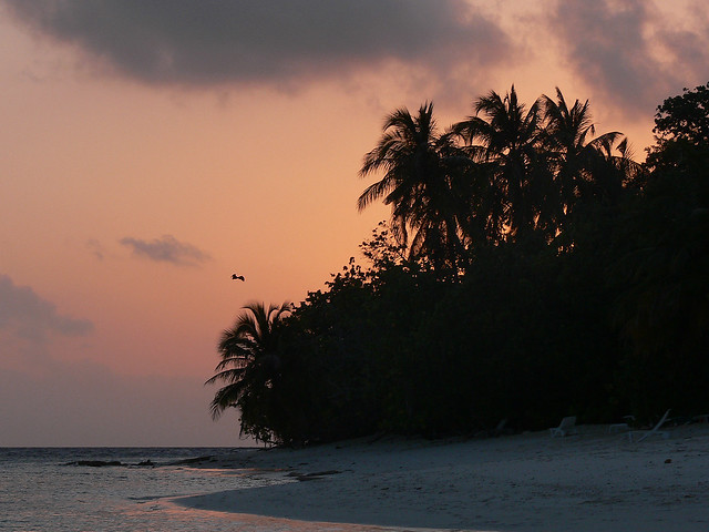 Maldives Sunset with a Giant Fruit Bat if you look carefully