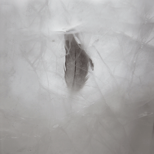 Feather Frozen In Ice