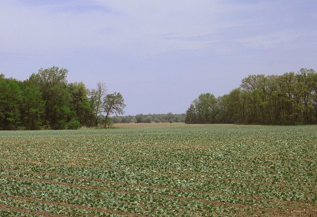 Soy Bean Field in Lenawee County, Michigan