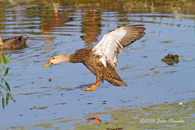 Mottled Duck landing