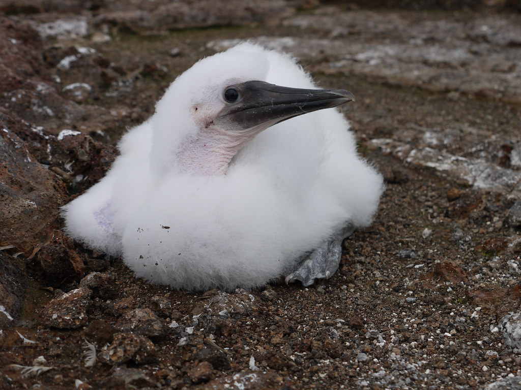 Booby Chick