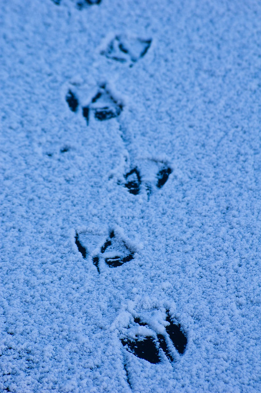 Goose footprints