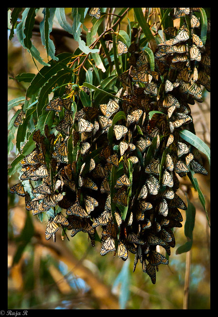 Monarch Butterflies - wings closed as weather turned cold