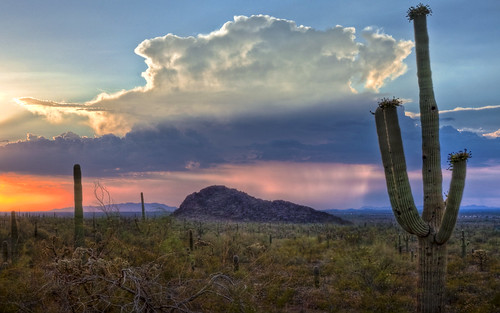 Arizona Cactus at Sunset by Matt Granz Photography