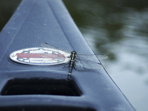 dragonfly on a canoe by slowhand7530