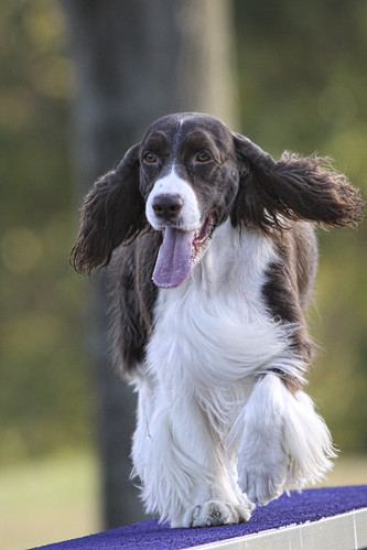 Pete in agility training by Nancy Harris
