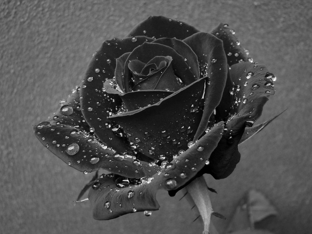 Black Rose | The wall in the back has a dark red color, so c… | Flickr
