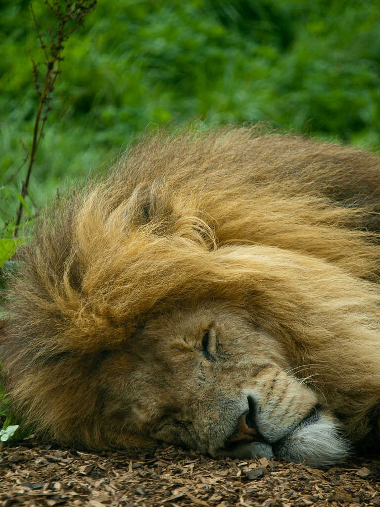 Alpha Male | Male lion sleeping at Whipsnade Zoo PERMISSION … | Flickr