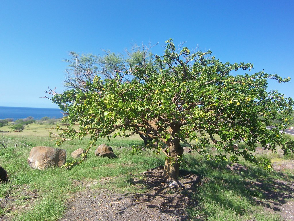 Erythrina sandwicensis tree in leaf