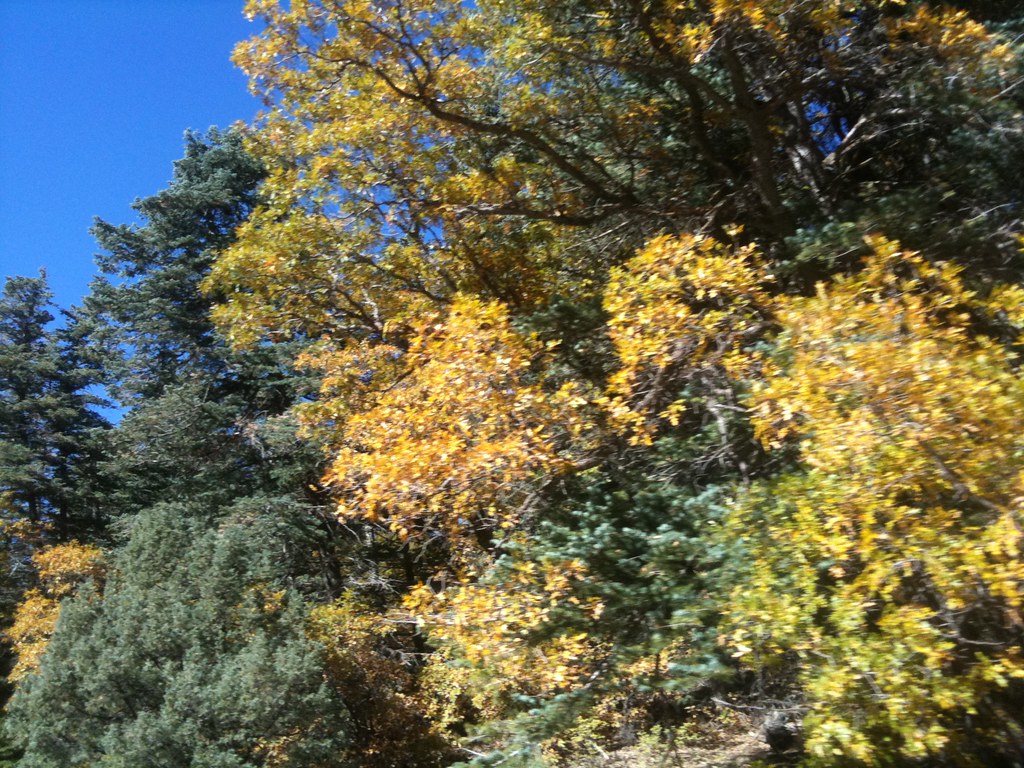Tree Spring