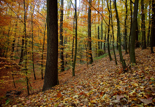 wood autumn trees yellow forest leaf herbst gelb wald baum fa sárga ősz erdő levél mywinners flickraward