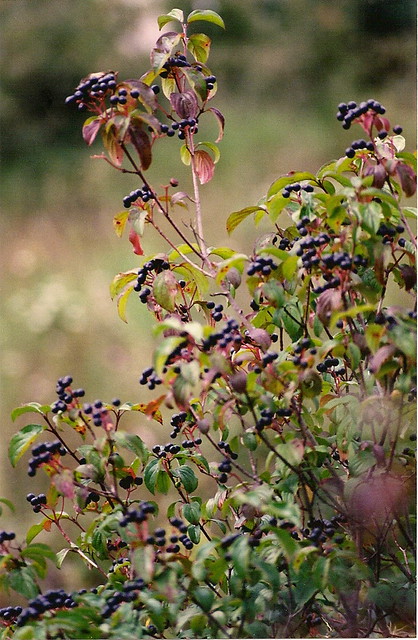 Cornus sanguinea L. / cornejo