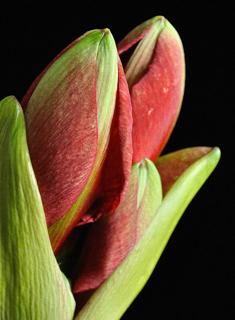 Detail van een amaryllis bloemknop - Detail of an amaryllis flower bud